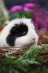 guinea pig