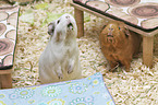 Guinea Pig