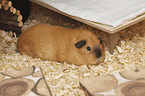 Guinea Pig