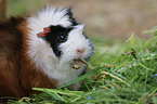 guinea pig