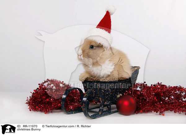 Weihnachtshase / christmas Bunny / RR-11970