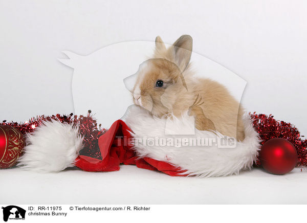 Weihnachtshase / christmas Bunny / RR-11975