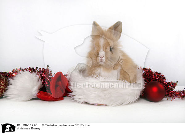 Weihnachtshase / christmas Bunny / RR-11976