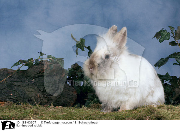 Lwenkpfchen / lion-headed rabbit / SS-03667