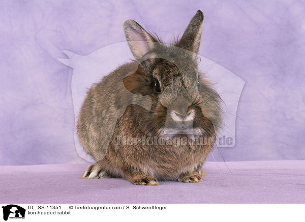 Lwenkpfchen / lion-headed rabbit / SS-11351