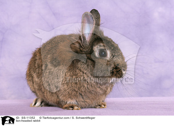 Lwenkpfchen / lion-headed rabbit / SS-11352