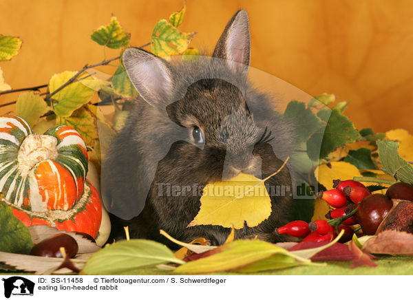 fressendes Lwenkpfchen / eating lion-headed rabbit / SS-11458