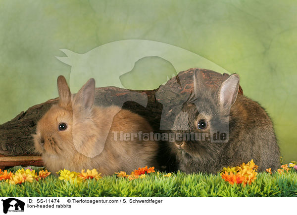 lion-headed rabbits / SS-11474