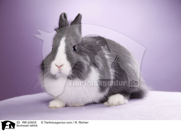 Lwenkpfchen / lionhead rabbit / RR-32605