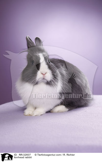 Lwenkpfchen / lionhead rabbit / RR-32607