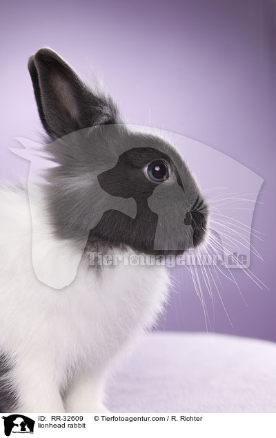 Lwenkpfchen / lionhead rabbit / RR-32609