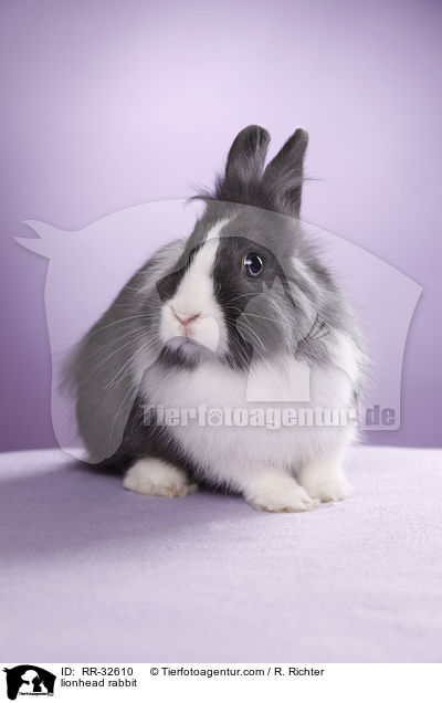 Lwenkpfchen / lionhead rabbit / RR-32610