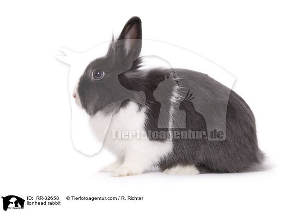 Lwenkpfchen / lionhead rabbit / RR-32658