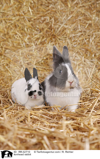 Lwenkpfchen / lionhead rabbit / RR-32710