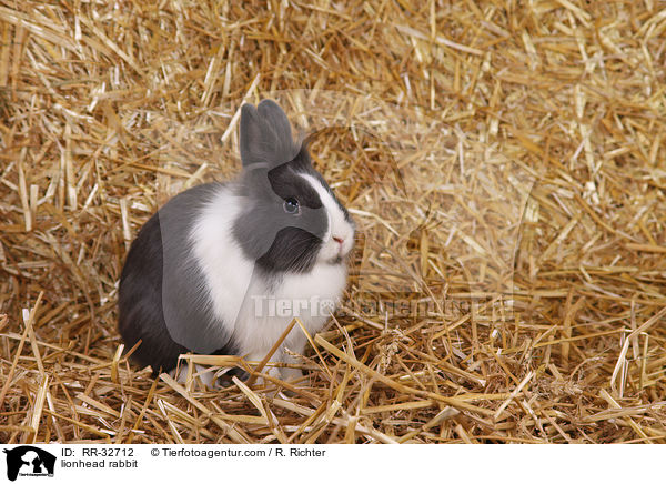 Lwenkpfchen / lionhead rabbit / RR-32712