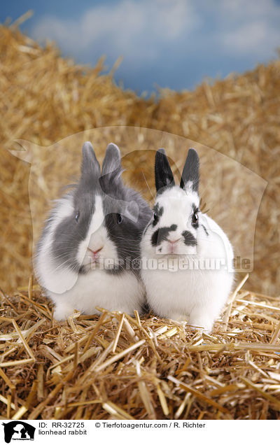 Lwenkpfchen / lionhead rabbit / RR-32725