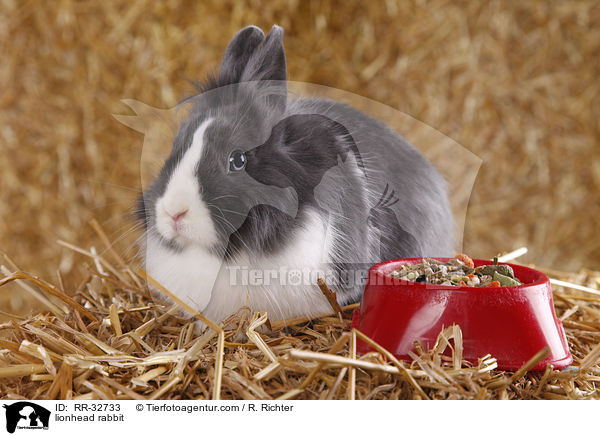 Lwenkpfchen / lionhead rabbit / RR-32733