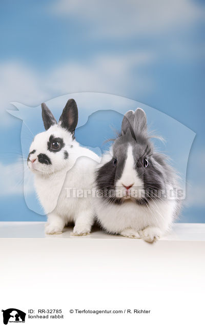 Lwenkpfchen / lionhead rabbit / RR-32785