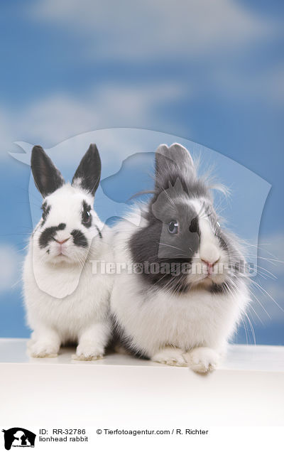 Lwenkpfchen / lionhead rabbit / RR-32786