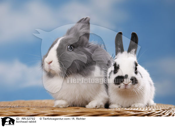 Lwenkpfchen / lionhead rabbit / RR-32792