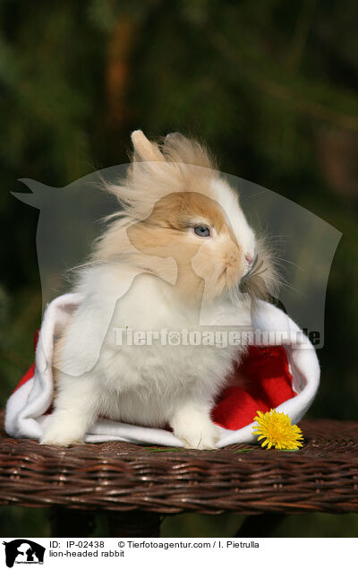 Lwenkpfchen / lion-headed rabbit / IP-02438