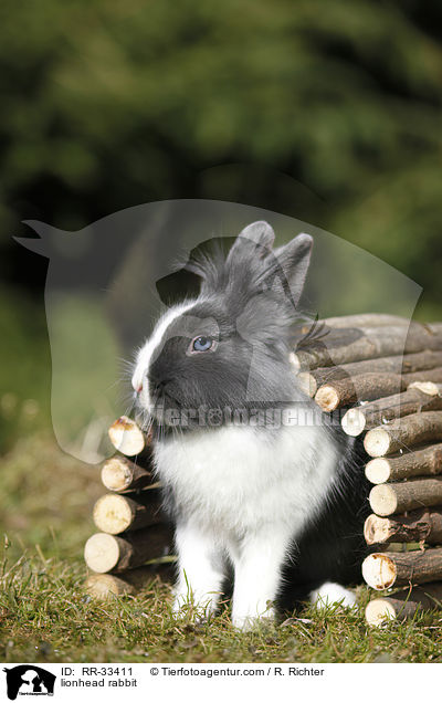 Lwenkpfchen / lionhead rabbit / RR-33411