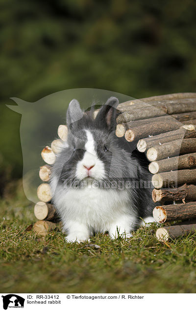 Lwenkpfchen / lionhead rabbit / RR-33412