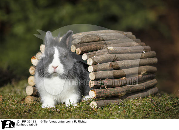 Lwenkpfchen / lionhead rabbit / RR-33413