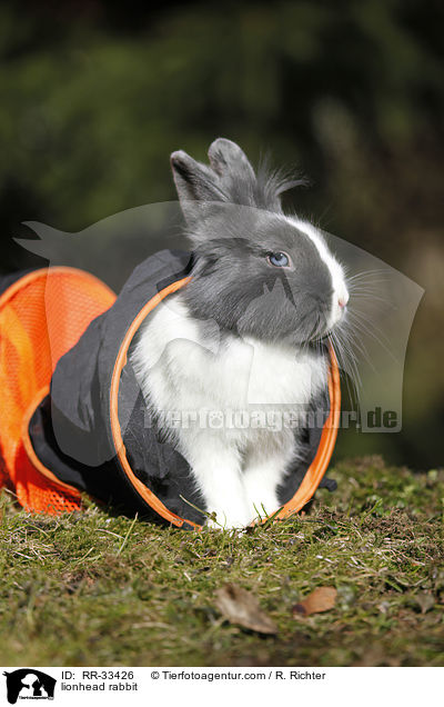 Lwenkpfchen / lionhead rabbit / RR-33426