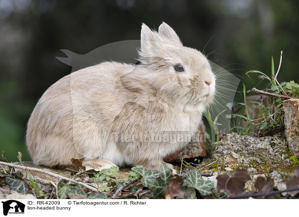 Lwenkpfchen / lion-headed bunny / RR-42009