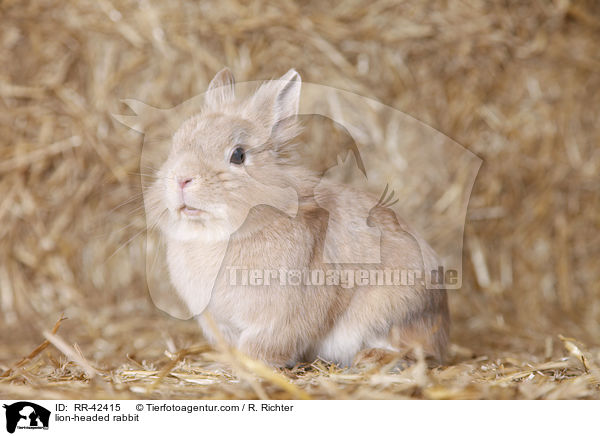 Lwenkpfchen / lion-headed rabbit / RR-42415