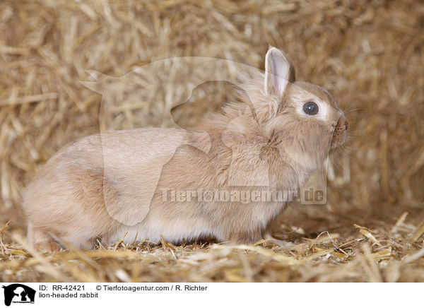 Lwenkpfchen / lion-headed rabbit / RR-42421