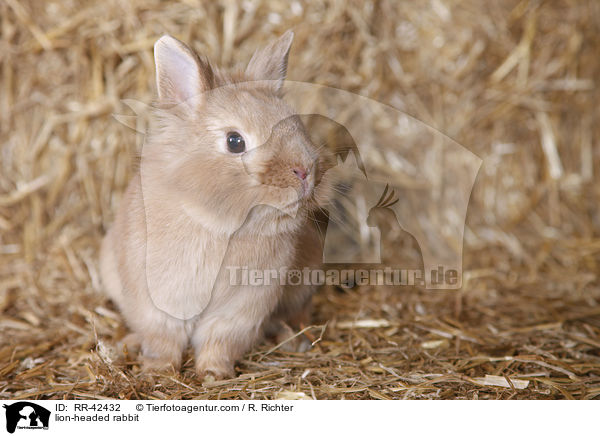 Lwenkpfchen / lion-headed rabbit / RR-42432