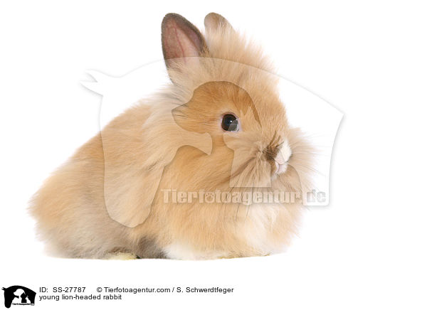 young lion-headed rabbit / SS-27787