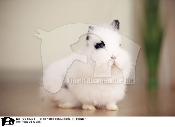 Lwenkpfchen / lion-headed rabbit / RR-48385