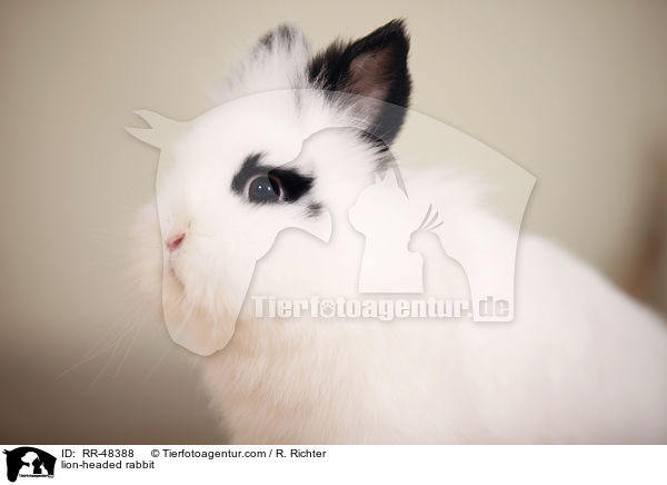 Lwenkpfchen / lion-headed rabbit / RR-48388