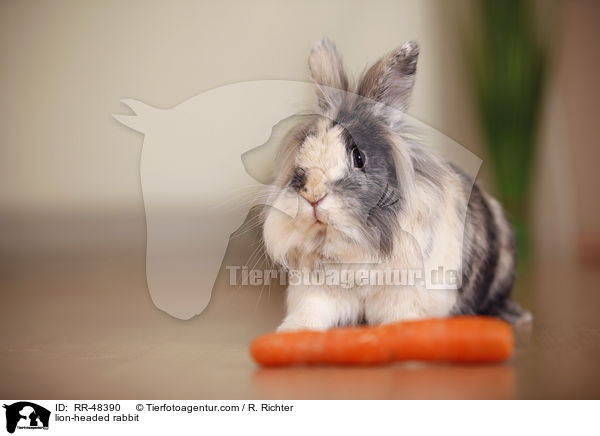 Lwenkpfchen / lion-headed rabbit / RR-48390