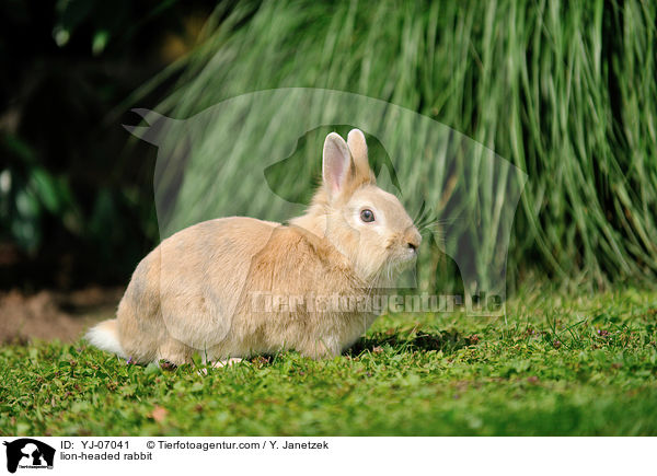 Lwenkpfchen / lion-headed rabbit / YJ-07041