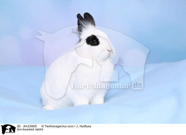 Lwenkpfchen / lion-headed rabbit / JH-23665