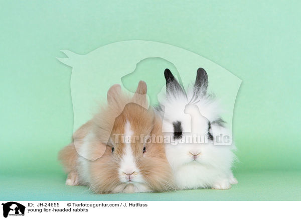 junge Lwenkpfchen / young lion-headed rabbits / JH-24655