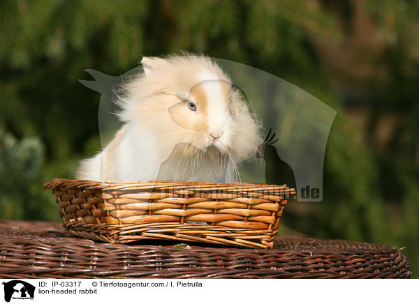 Lwenkpfchen / lion-headed rabbit / IP-03317