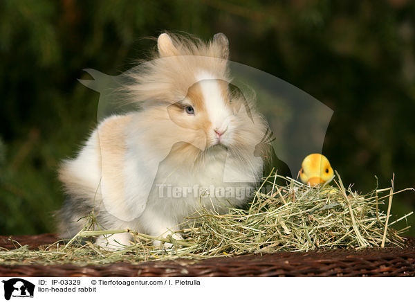 Lwenkpfchen / lion-headed rabbit / IP-03329