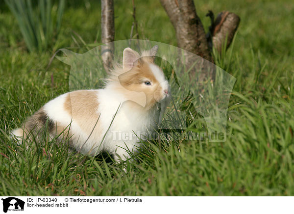 Lwenkpfchen / lion-headed rabbit / IP-03340