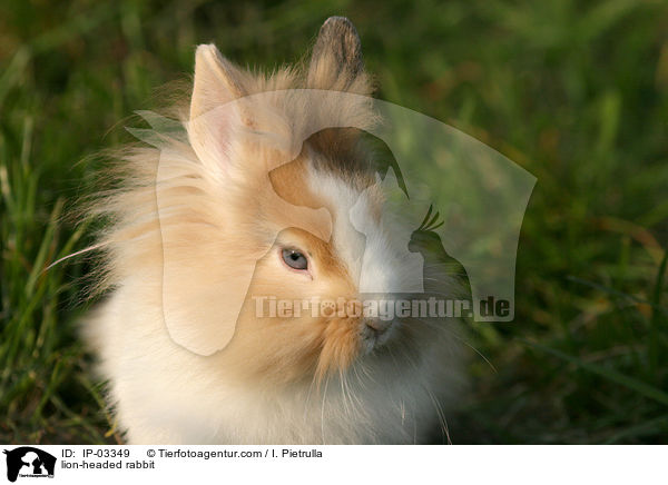 Lwenkpfchen / lion-headed rabbit / IP-03349