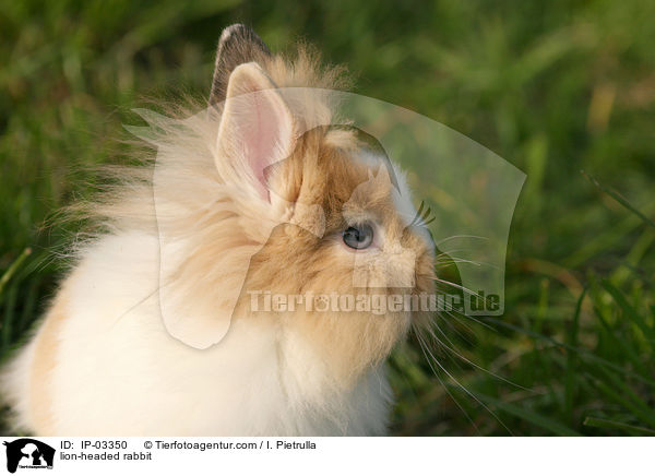 Lwenkpfchen / lion-headed rabbit / IP-03350