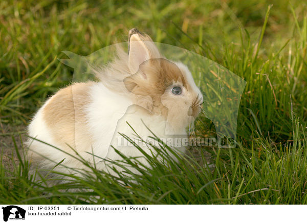 Lwenkpfchen / lion-headed rabbit / IP-03351