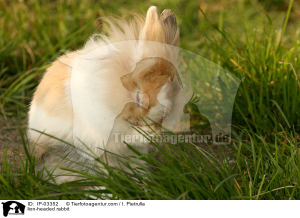 Lwenkpfchen / lion-headed rabbit / IP-03352