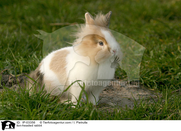 Lwenkpfchen / lion-headed rabbit / IP-03356