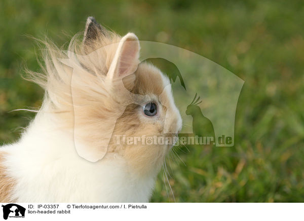 Lwenkpfchen / lion-headed rabbit / IP-03357