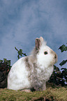 lion-headed rabbit